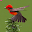 Bird Ideas Download on Windows