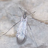 Winter Crane Fly