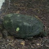 Snapping turtle