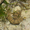 Sea Cucumber