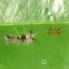 Tussock Moth Caterpillar & ant