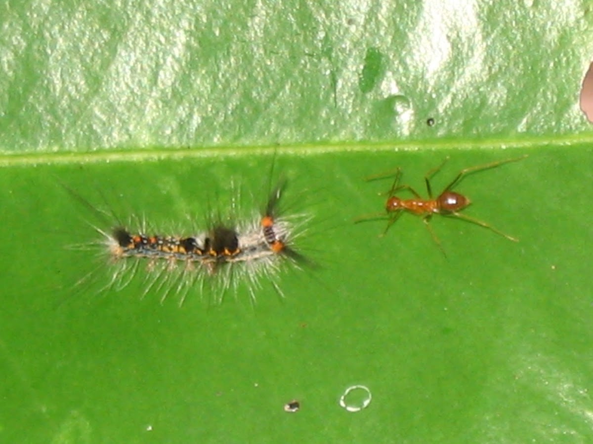 Tussock Moth Caterpillar & ant