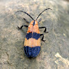 Reticulated Net-winged beetle