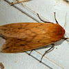 Isabella tiger moth