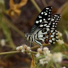 by Vishwas Watwe - Animals Insects & Spiders