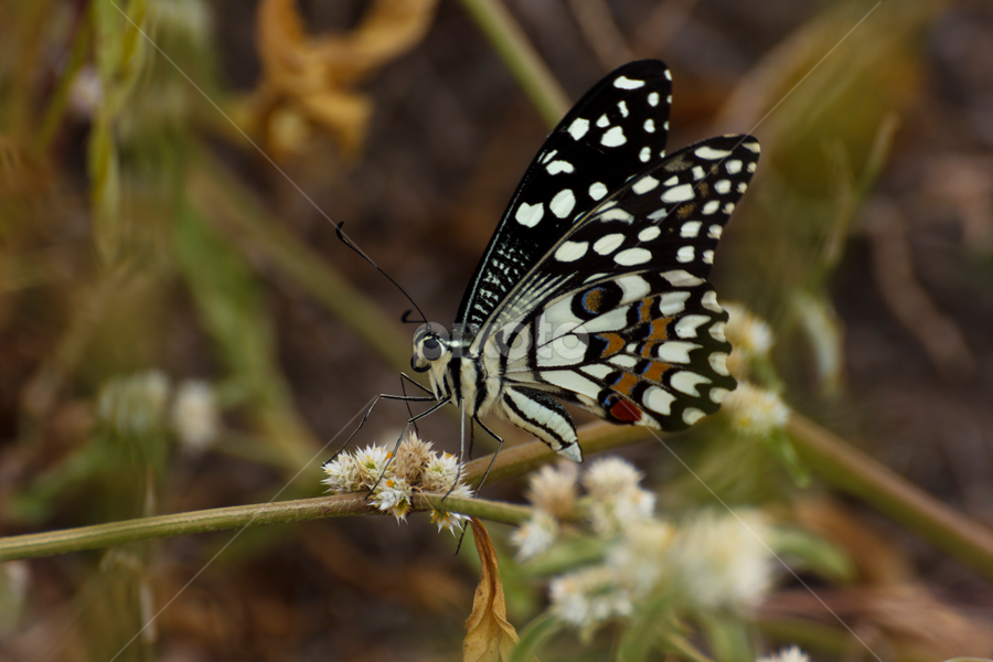 by Vishwas Watwe - Animals Insects & Spiders