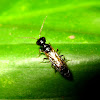 Tiny Black Wasp