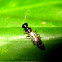 Tiny Black Wasp