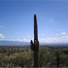 Saguaro