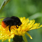 Red-tailed bumblebee