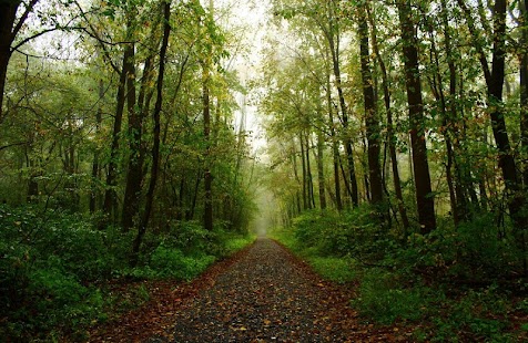 FOREST WALLPAPERS Screenshots 6