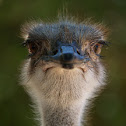 Ostrich