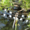 Twelve Spotted Skimmer (Male)