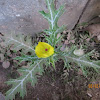 Mexican Poppy or Flowering Thistle