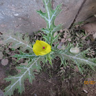 Mexican Poppy or Flowering Thistle