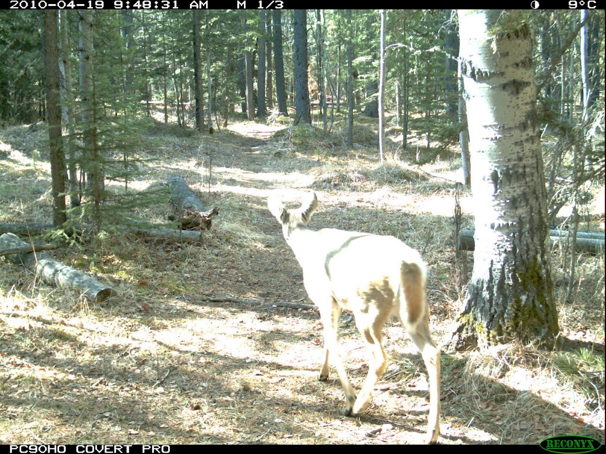 White-tailed Deer