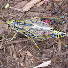 Eastern Lubber Grasshopper