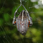 Eriophora spider