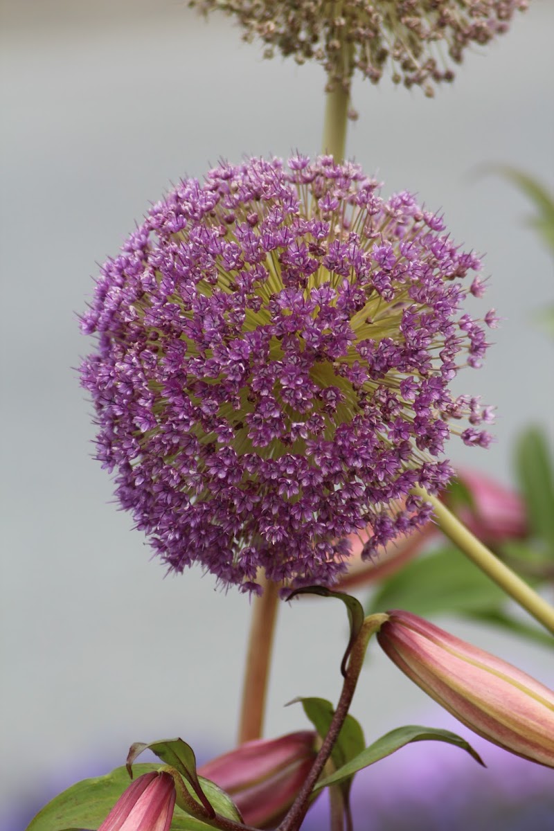 Ornamental Onion