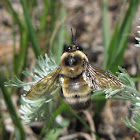 Nevada Bumble Bee (male)
