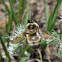 Nevada Bumble Bee (male)