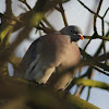 Woodpigeon