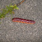 Goat moth caterpillar