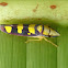 Leafhoppper