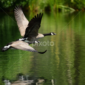Summer fly by by Ken Miracle - Animals Birds