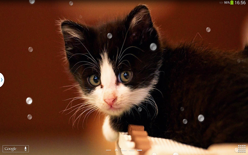 42+ Cute Cat Live Wallpaper, Gambar Istimewa
