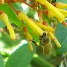 Honey Bees on Firebush flowers