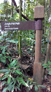 Jungle Fall Path