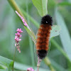 Woolly Bear Caterpillar