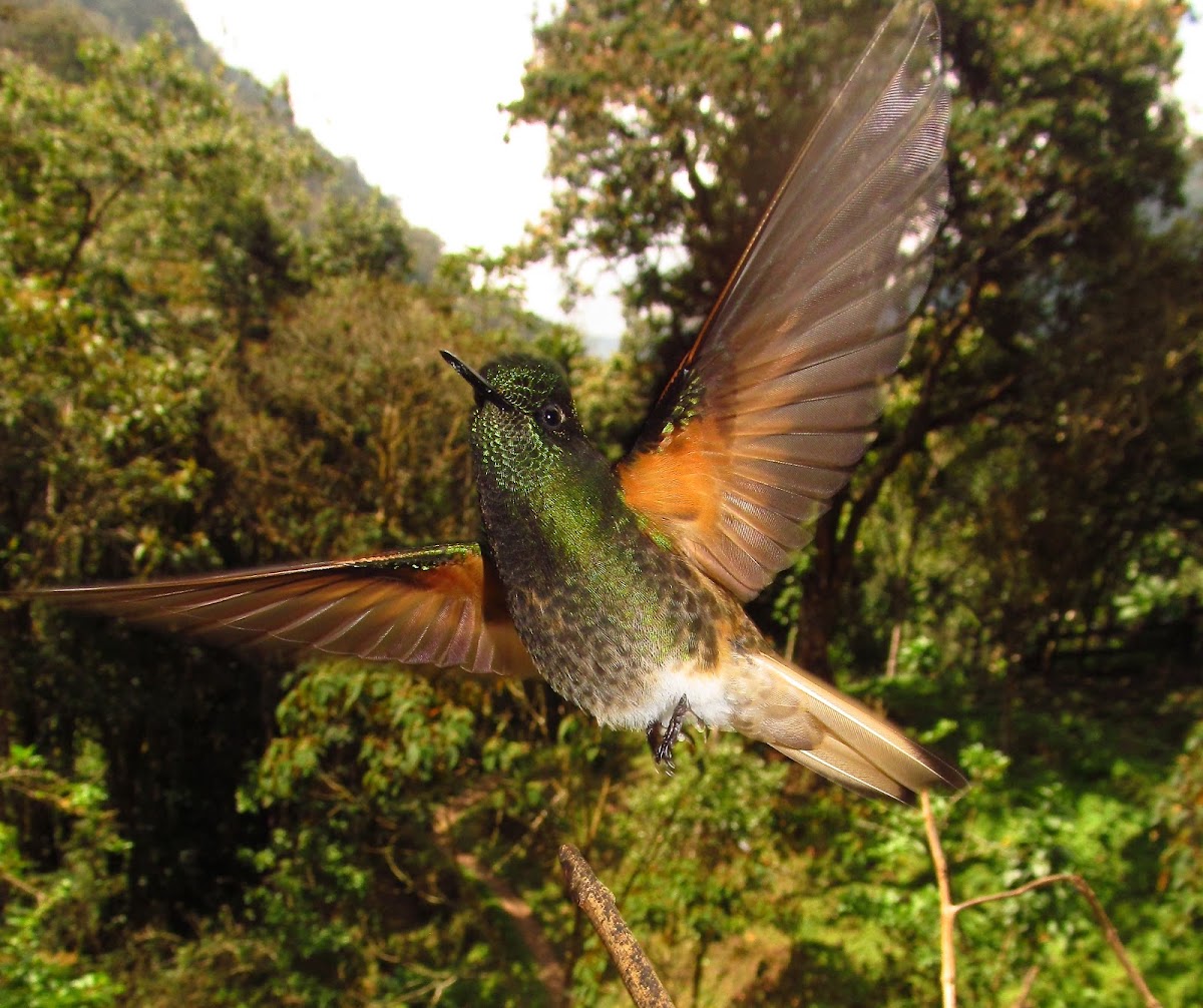 Colibrì