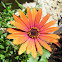 African Daisy