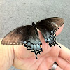 Eastern Tiger Swallowtail Dark Morph