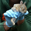 Baby Eastern Cottontail Rabbit