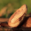 Southern Copperhead