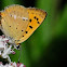 Scarce Copper; Manto de Oro