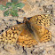 Variegated Fritillary Butterfly