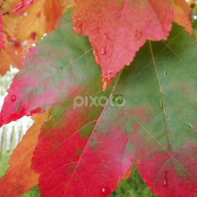 fall colors by Yvonne Delahaye - Nature Up Close Trees & Bushes