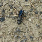 Blue-black Spider Wasp
