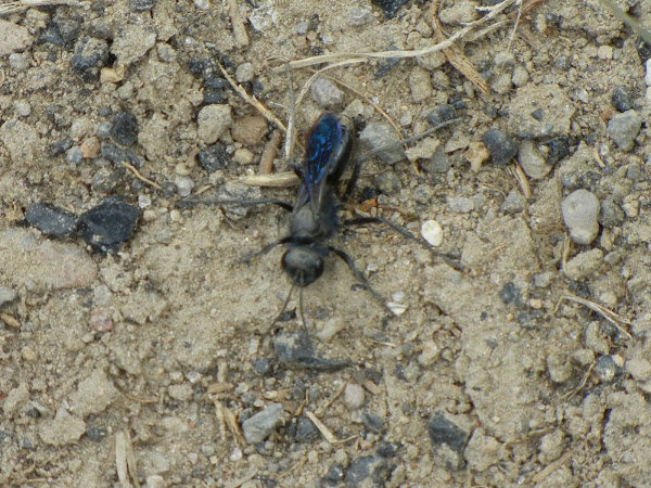 Blue-black Spider Wasp | Project Noah