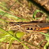 Heath Grasshopper / Skakavac