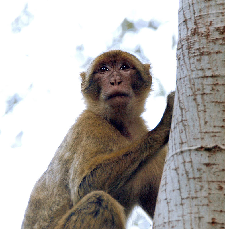 Mona de berbería (Barbary macaque)