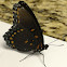 White Admiral or Red-spotted Purple