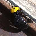 בומבוס האדמה buff-tailed bumblebee or large earth bumblebee