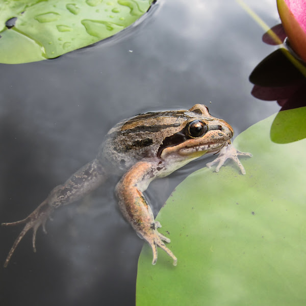 Striped Marsh Frog Project Noah