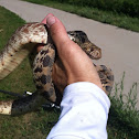 Bull snake