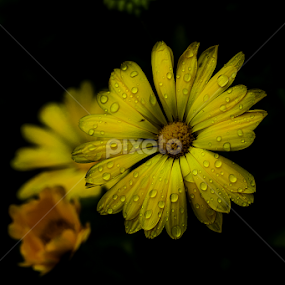 by Alberto Molinari - Flowers Flowers in the Wild